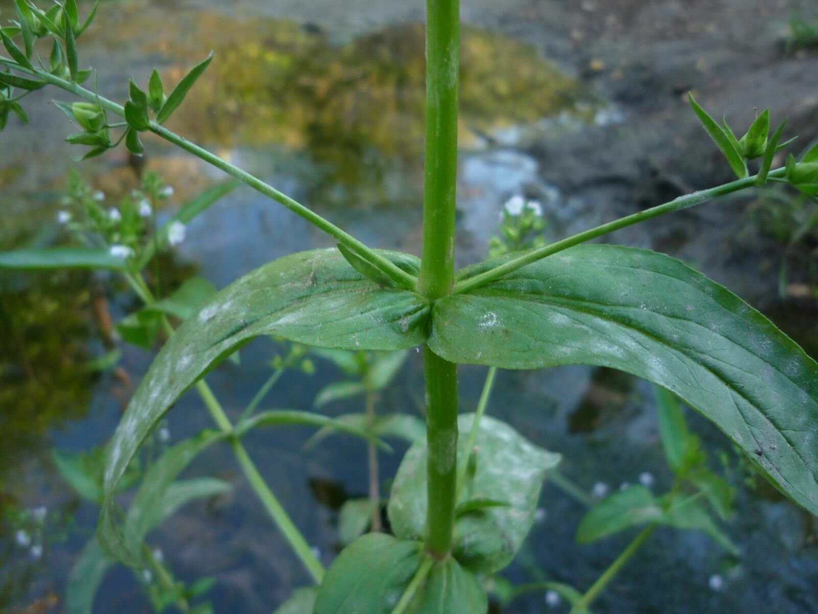 High Resolution Veronica anagallis-aquatica Leaf
